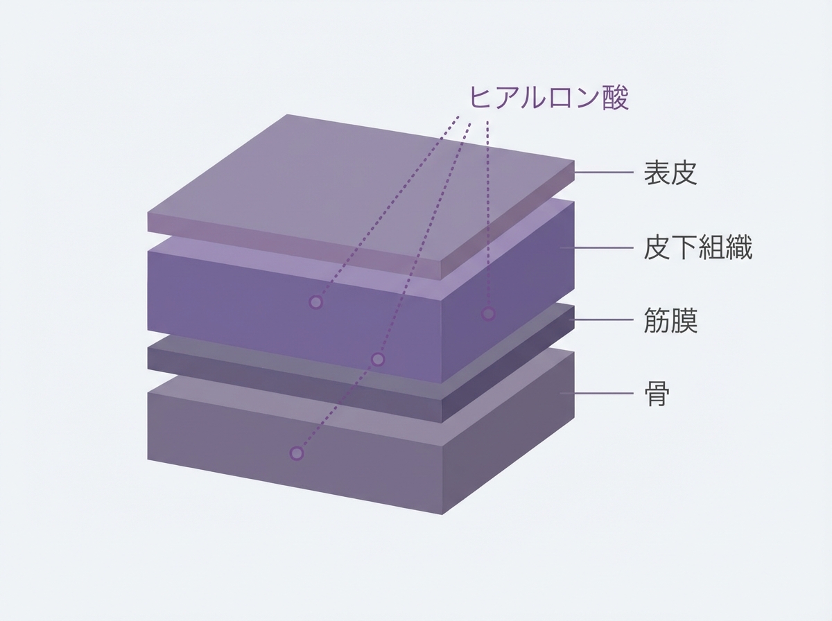 顔面解剖学的構造と注入層の違い｜ヒアルロン酸注入深度解説｜大阪BiBiクリニック